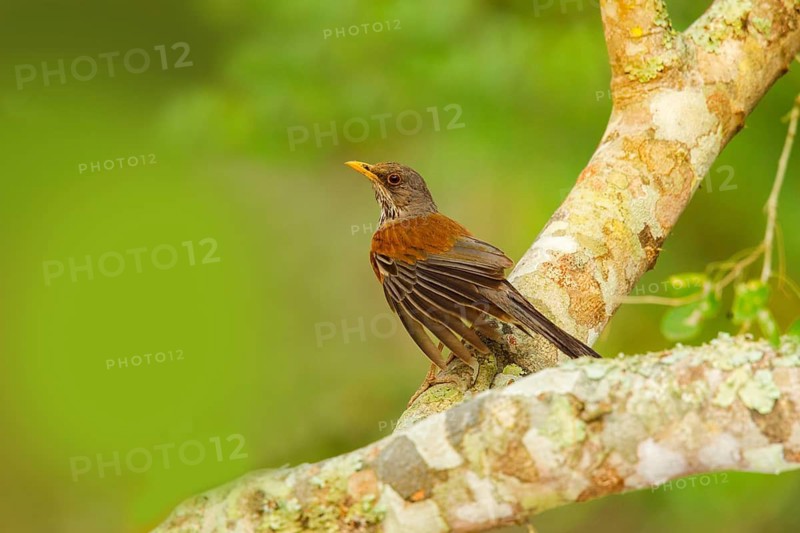 Rufous-backed Robin Turdus rufopalliatus El Tuito, Jalisco, Mexico 9 June Adult Turdidae