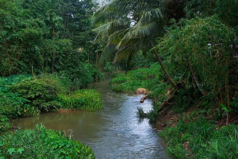 A serene stream flows through lush, vibrant greenery in a tropical Sri Lankan forest, surrounded by dense foliage and palm trees, creating a peaceful, natural scene