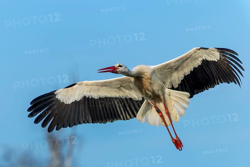 Stork in flight with widely spread wings and shiny red beak, white stork (Ciconia ciconia), wildlife, Germany