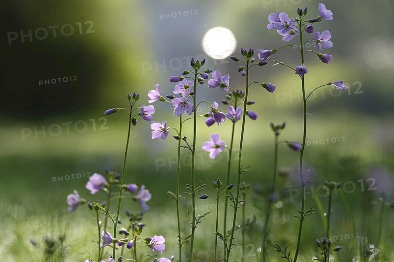 Meadowfoam (Cardamine) on a spring meadow, April, Germany