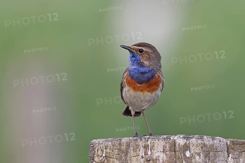 Bluethroat (Luscinia svecica cyanecula), male, on a pasture fence post, wildlife, Lembruch, Ochsen Moor, Dümmer nature park Park, Lower Saxony, Germany