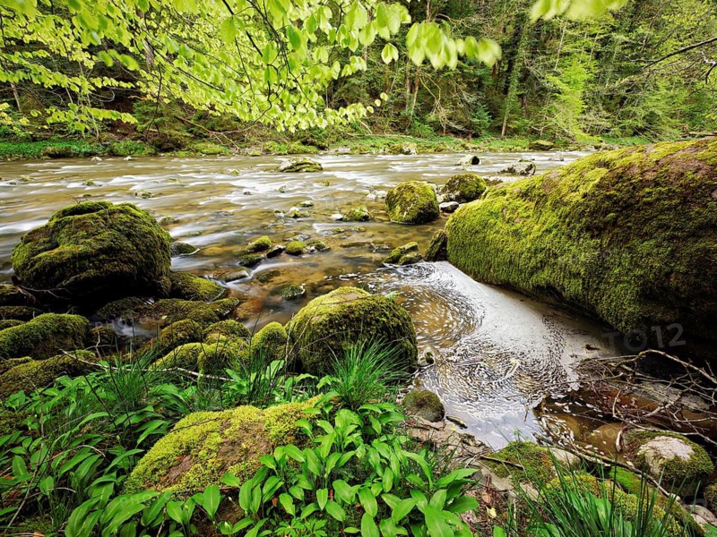 European beech trees shedding leaves, in the foreground moss-covered stones on the river Sihl, Sihlsprung, Menzingen, Canton Zug, Switzerland