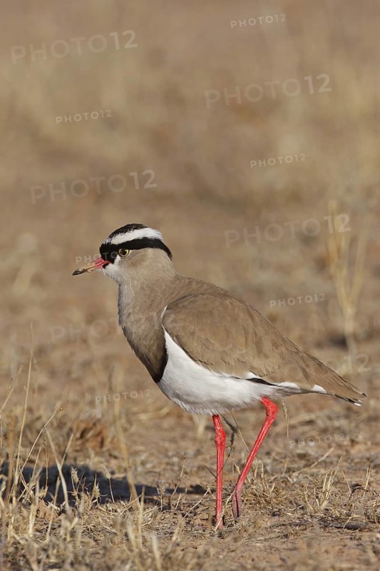Crowned Lapwing (Vanellus coronatus), Northern Cape, South Africa