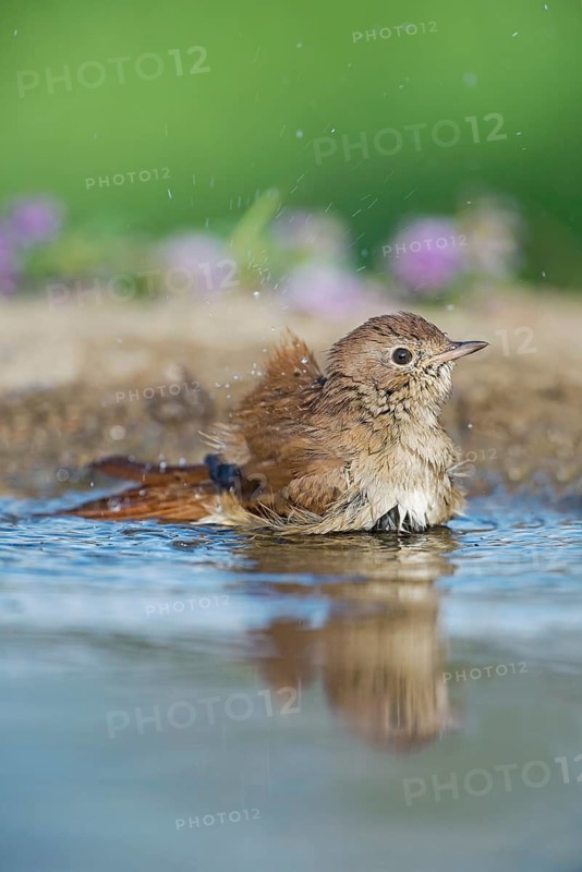 Common Nightingale (Luscinia megarhynchos) bathing in waterhole, Aosta Valley, Italy