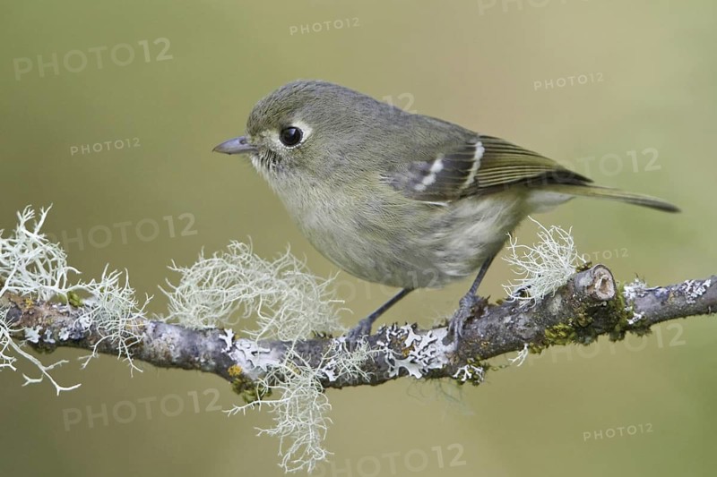 Hutton's Vireo (Vireo huttoni), British Columbia, Canada