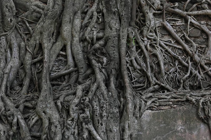 Amhara region, near Gondar, Gonder, aerial roots of the woody figs at the Fasilida's moated castle, Ethiopia