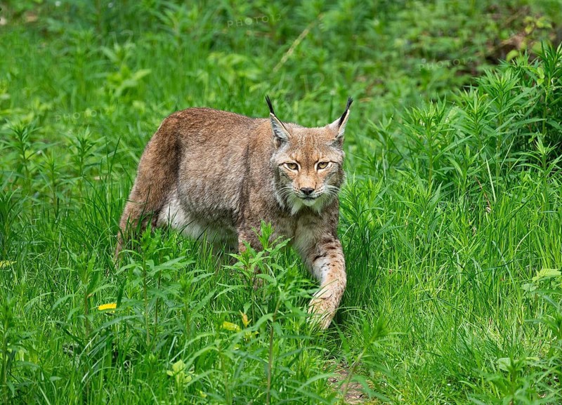 Eurasian lynx (Lynx lynx) walking through its territory, captive, Germany