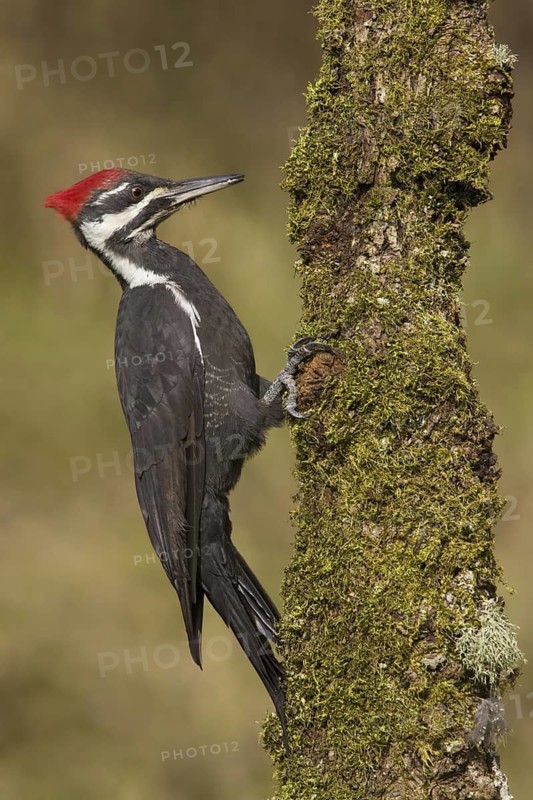 Pileated Woodpecker (Dryocopus pileatus) male, British Columbia, Canada