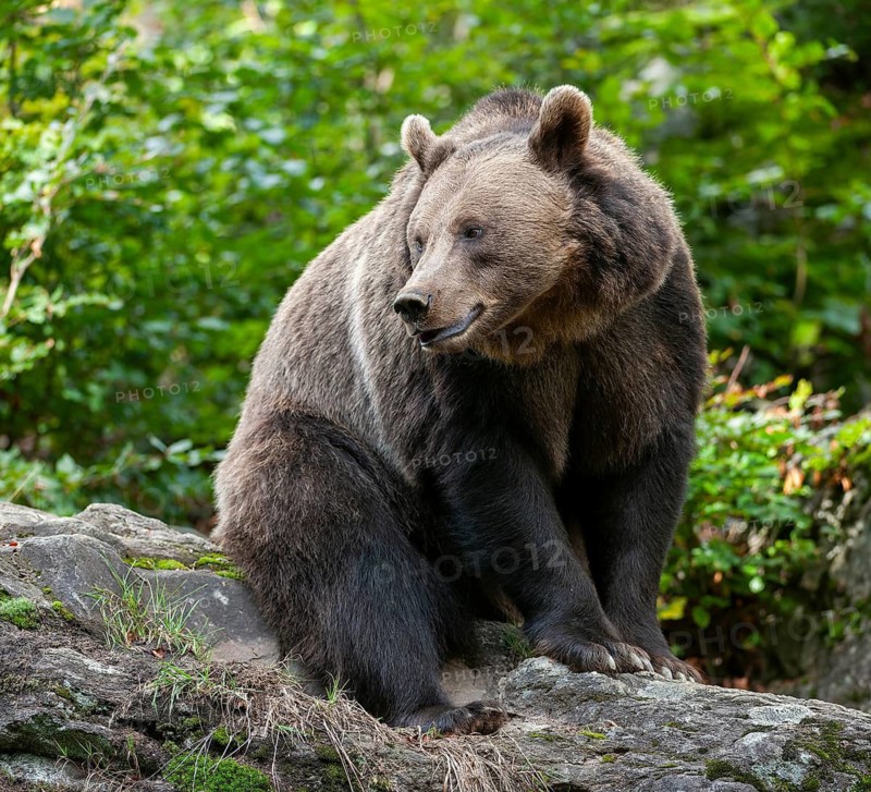 Brown bear (Ursus arctos) sitting on a rock, captive, Bavarian Forest National Park, Bavaria, Germany
