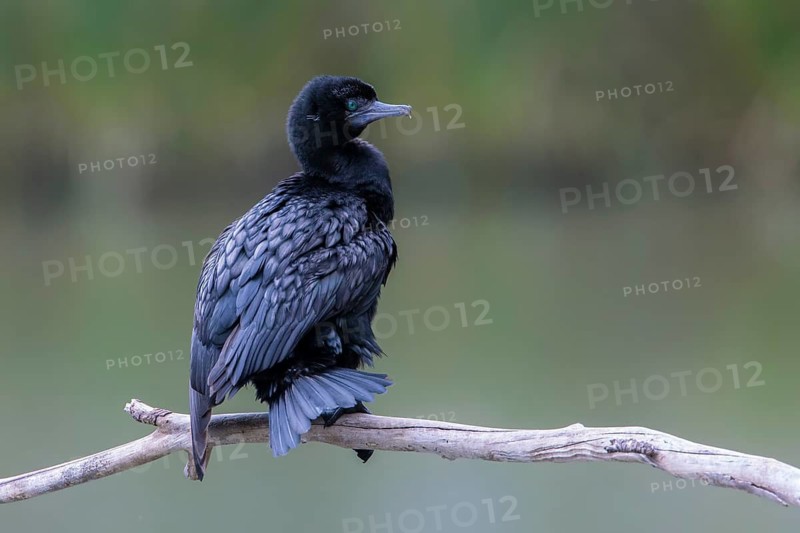 Little Black Cormorant (Phalacrocorax sulcirostris), Victoria, Australia