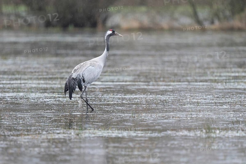Crane (Grus grus) standing on a flooded meadow during rain, Lower Saxony, Germany