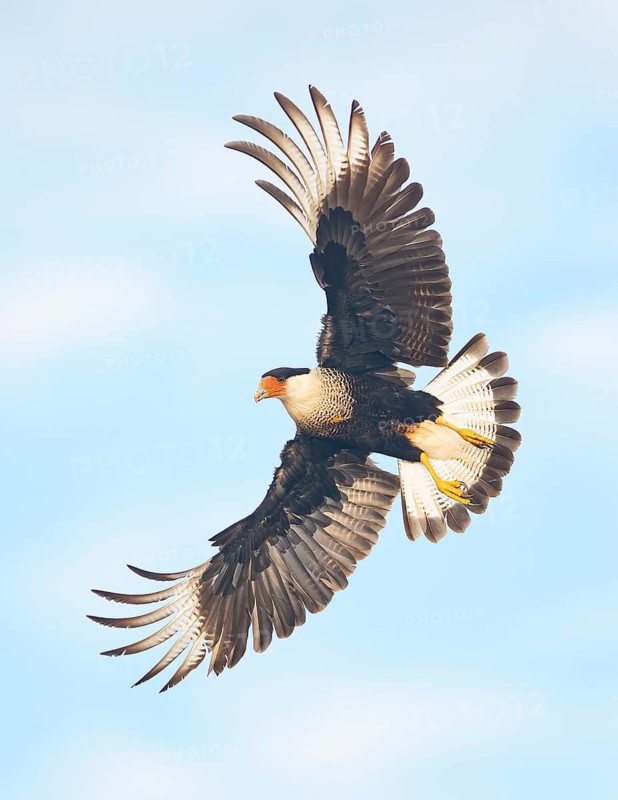 Northern Crested Caracara (Caracara cheriway) flying, Texas, USA