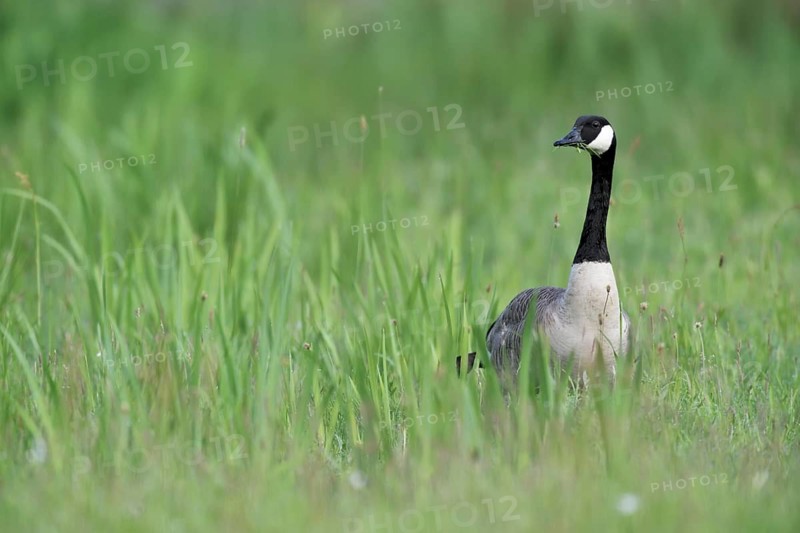 Canada Goose (Branta canadensis), North Rhine-Westphalia, Germany