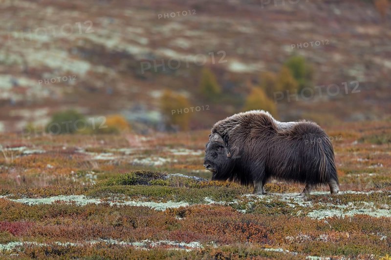 The musk ox bull (Ovibos moschatus) is an impressive animal, autumn, autumn landscape, Ruska, Tundra landscape, September, Norway