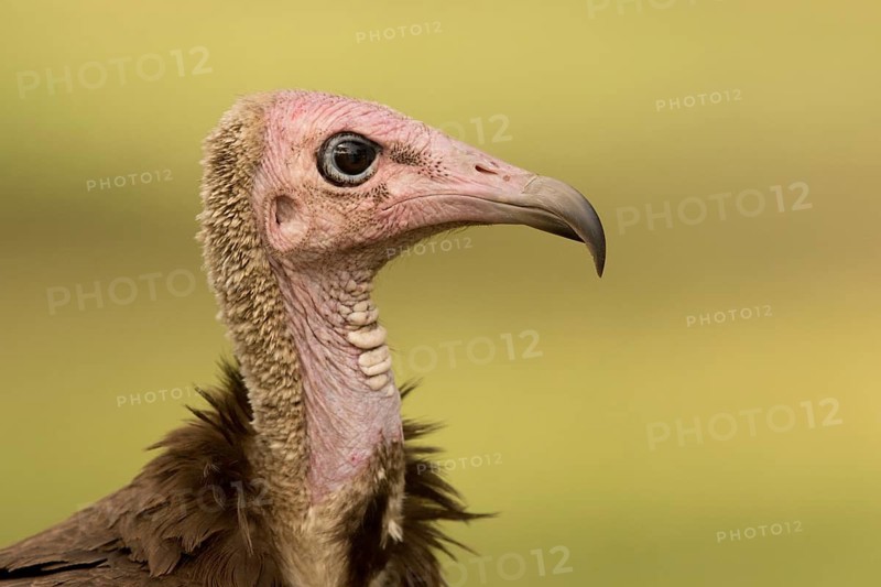 Hooded Vulture (Necrosyrtes monachus), Gambia