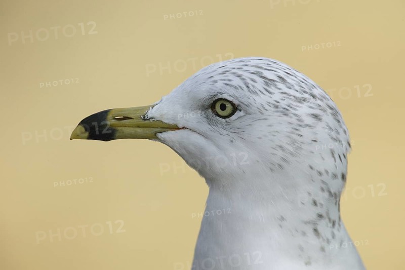 Ring-billed Gull (Larus delawarensis), California, USA