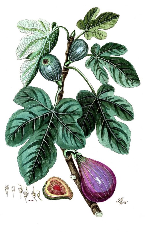 Ficus carica, fig, digital reproduction of a historical original, between 1790 and 1810