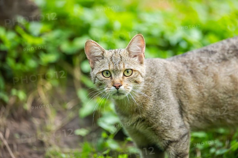 European wildcat (Felis silvestris silvestris) on a meadow, Hesse, Germany