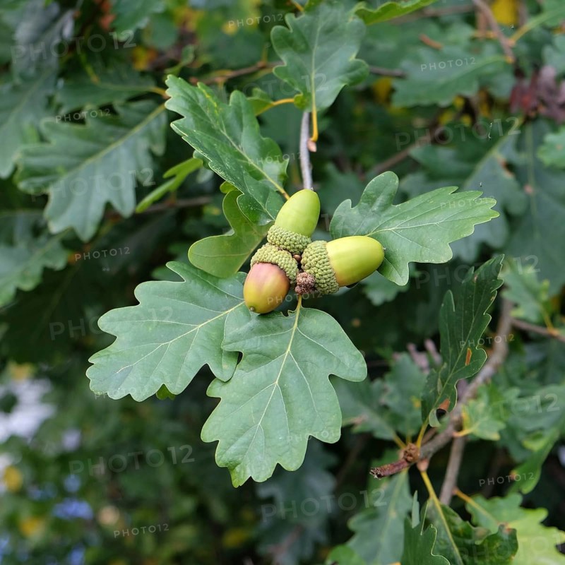 Sessile oak (Quercus petraea), Germany