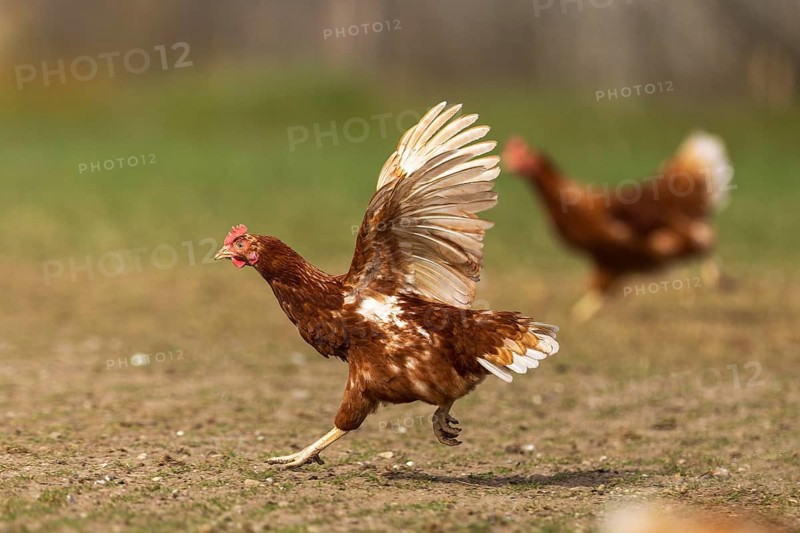 Chicken with spread wings in motion in a meadow, domestic chicken, Rhineland-Palatinate, Germany