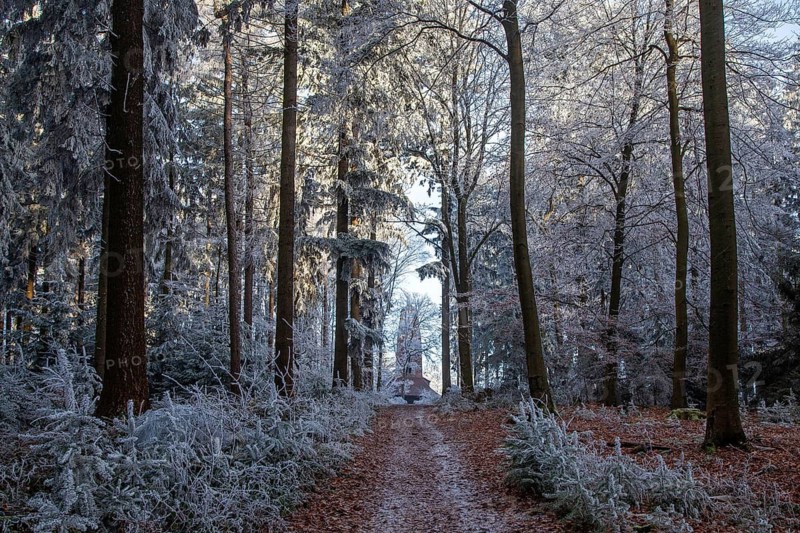 Winter, hiking trail, trees and ground cover with hoarfrost in the forest, behind Weißer-Stein-Turm, mixed forest, Dossenheim, Baden-Würtemberg, Germany