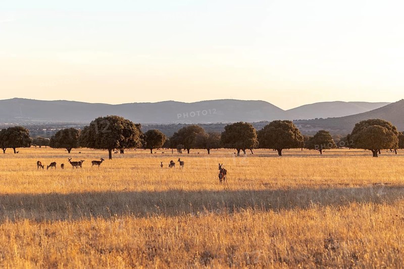 Serene scene of deers grazing at sunset in Cabaneros National Park, located in the scenic Montes de Toledo, featuring distant hills and golden meadows, highlighting the park's tranquil beauty