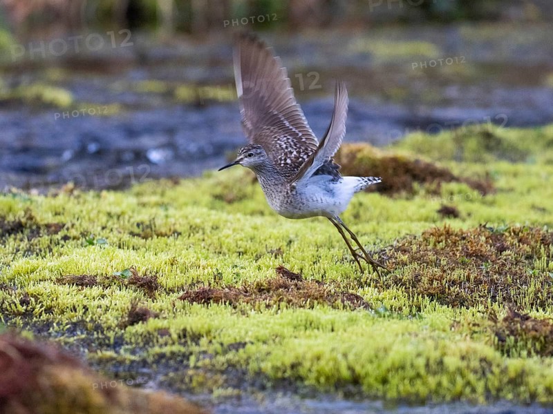Wood Sandpiper (Tringa glareola), taking off in flight over a river, photographed under midnight sunlight conditions, at 03:35 am, May, Finnish Lappland, North Finnland, Europeiii