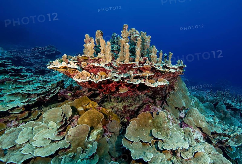 Intact healthy Small Polyped Stony Coral (Scleractinia) reef-building coral hard coral stands in column form like candle on set table in coral block with small table coral in tropical coral reef, Pacific Ocean, Caroline Islands, Yap Island, Yap State, Federated States of Micronesia