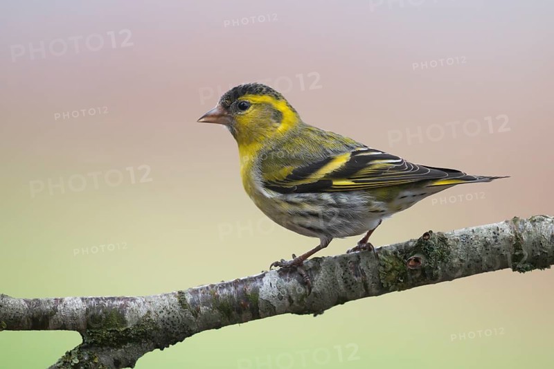 Eurasian Siskin (Spinus spinus) male, Lower Saxony, Germany