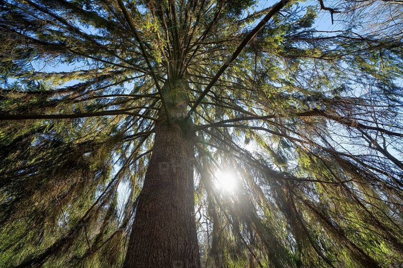 Spruce, Primeval forest Urwald Sababurg, Hofgeismar, Weser Uplands, Weserbergland, Hesse, Germany