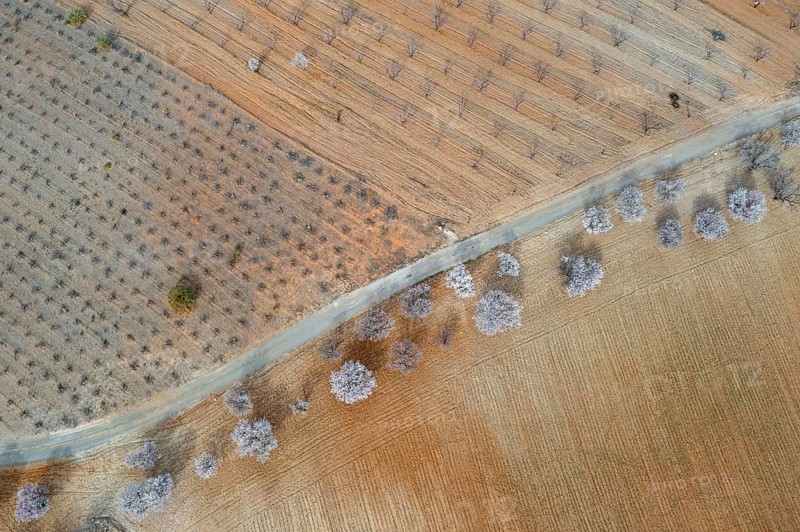 Aerial view, blossoming almond trees, plantation, Andalusia, Spain