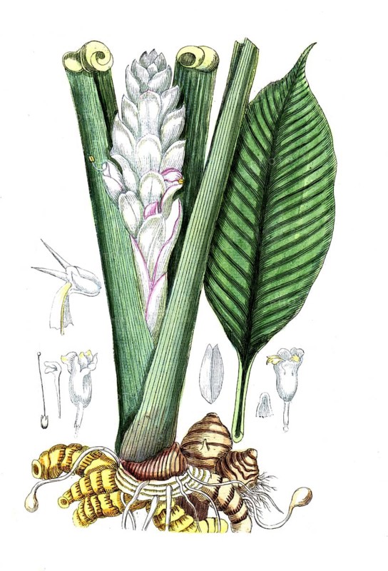 Curcuma longa, turmeric, digital reproduction of a historical original, between 1790 and 1810