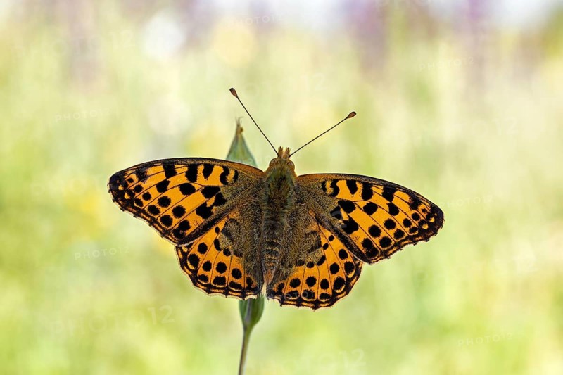 Der Kleine Perlmutterfalter (Issoria lathonia) zeigt die Flügel-Oberseite