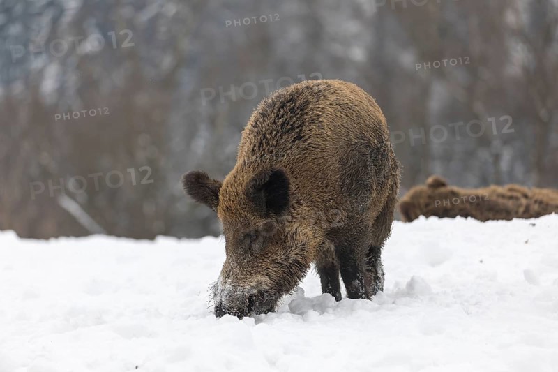 Wild boar or wild pig (Sus scrofa), walking on snowy ground, trees in the background