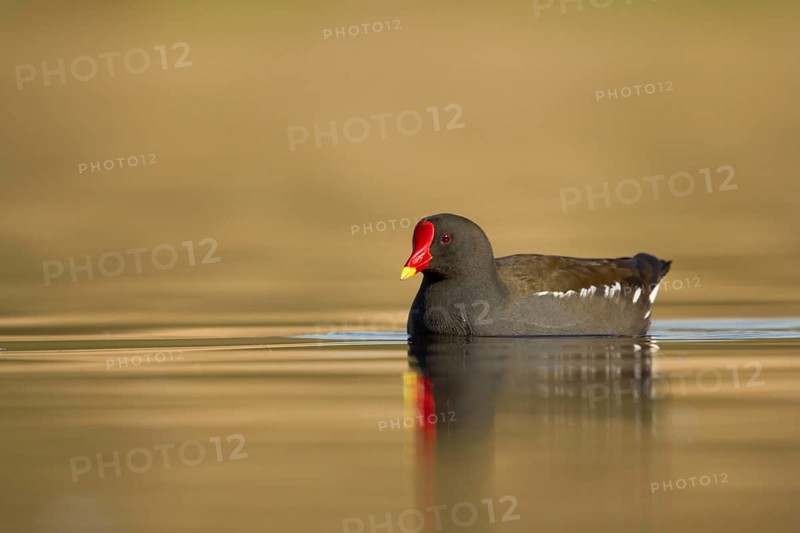 Common Moorhen (Gallinula chloropus), Utrecht, Netherlands