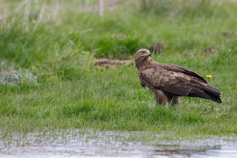 Schreiadler, lat. Aquila pomarina, steht in einer Feuchtwiese und sichert nach hinten