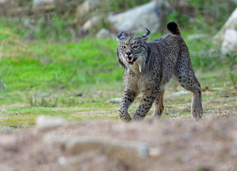 Lynx pardinus, aggressive male, portrait, An dalusia Spain