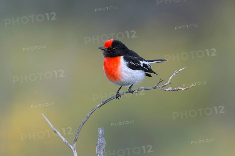Red-capped Robin (Petroica goodenovii) male perched on a branch, South Australia, Australia