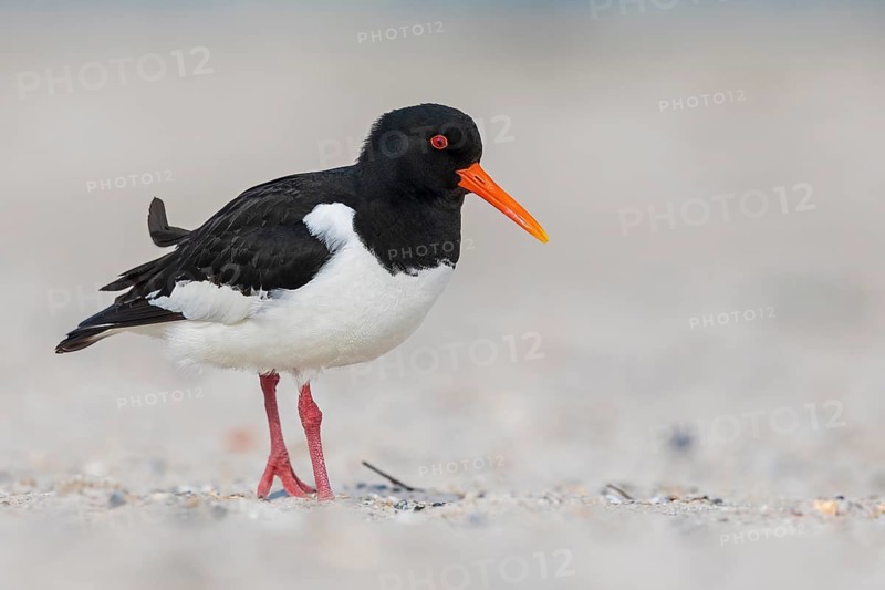 Eurasian Oystercatcher (Haematopus ostralegus) foraging, Mecklenburg-Western Pomerania, Germany