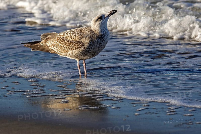 Herring Gull (Larus argentatus), on the beach, Fischland-Darß-Zingst, Baltic Sea, Mecklenburg-Western Pomerania, Germany