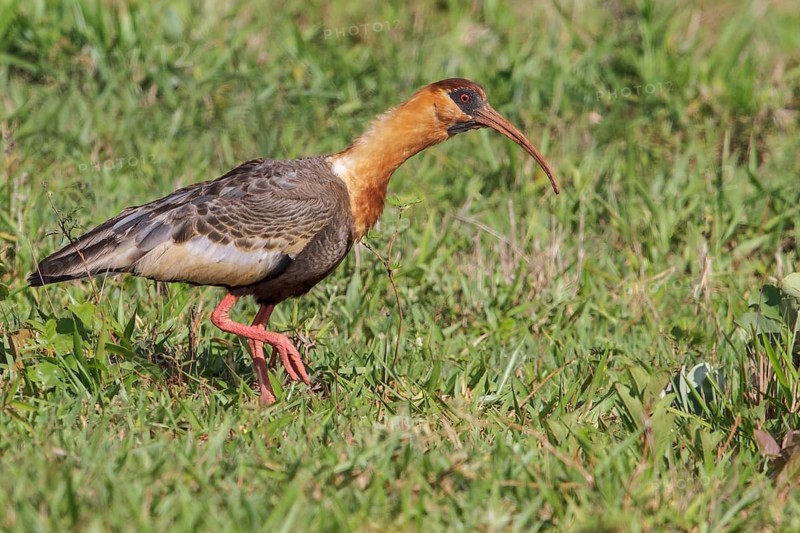 Buff-necked Ibis (Theristicus caudatus) in the grasslands near the Atlantic rainforest of southeast Brazil