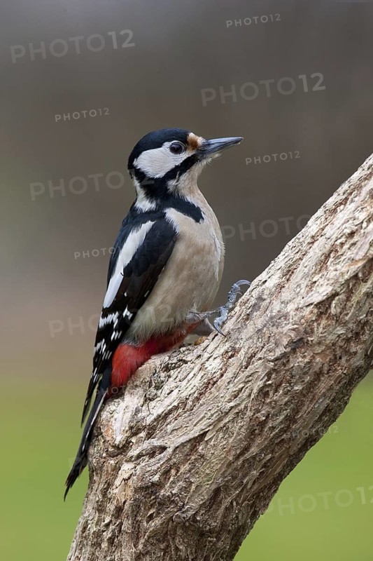 Great Spotted Woodpecker (Dendrocopos major) female, Brandenburg, Germany