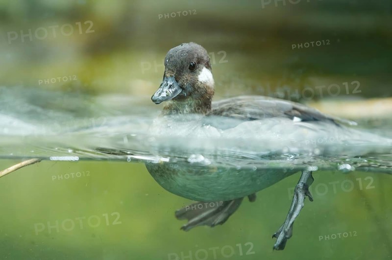 Youngster of a ruddy duck (Oxyura jamaicensis) swimming in a lake, Germany