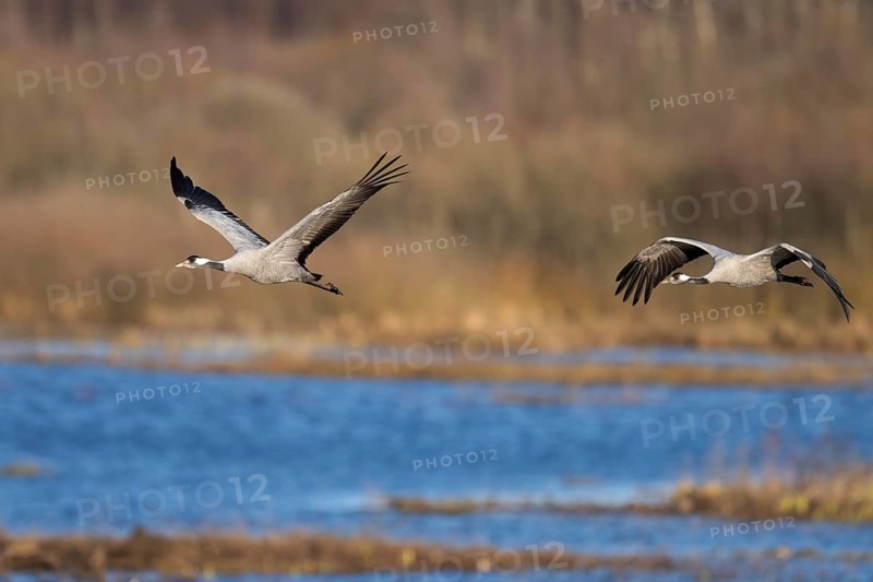 Crane (Grus grus), Hornborgorsjön, Sweden