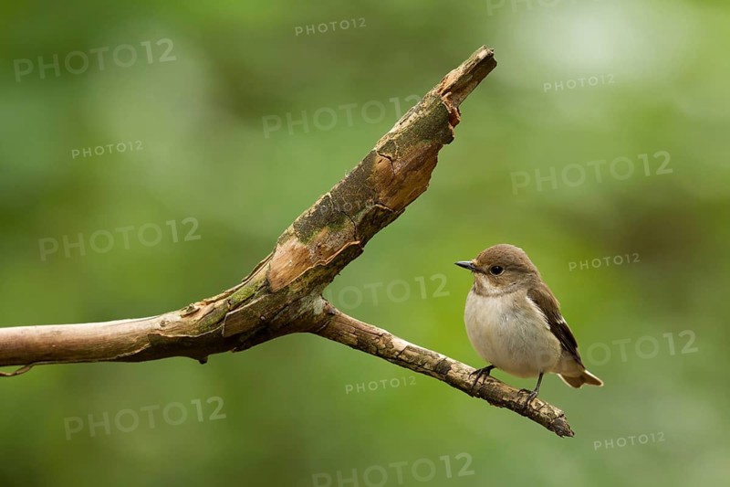 European Pied Flycatcher (Ficedula hypoleuca) female, Utrecht, Netherlands