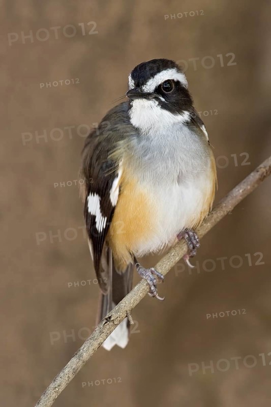 Buff-sided Robin (Poecilodryas cerviniventris), Western Australia, Australia