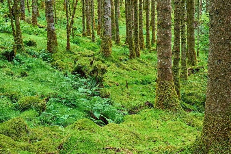 Mossy woodland with ferns under tall trees, Loch Awe, Scotland, United Kingdom, Great Britain
