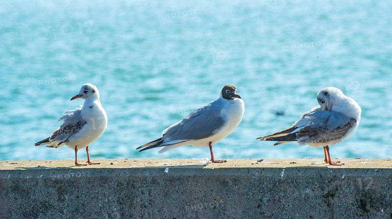 Black-headed gull (Chroicocephalus ridibundus) in winter, sitting on a quay with sparkling sea in the background in Ystad, Baltic Sea, Skåne County, Sweden, Scandinavia
