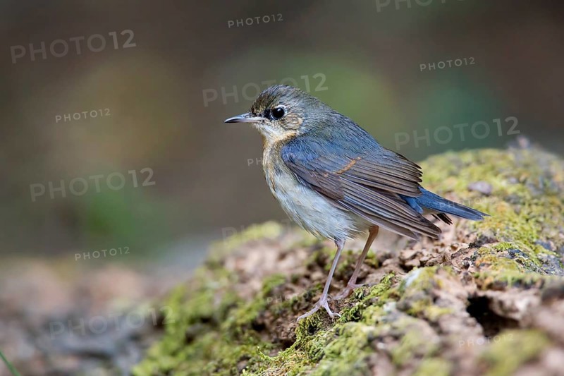 Siberian Blue Robin (Larvivora cyane) male, Kaeng Krachan, Thailand
