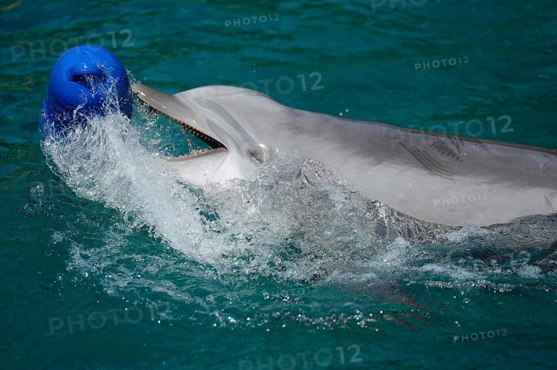 Dolphin playing with a blue ball in the water, Bottlenose dolphin (Tursiops truncatus), captive